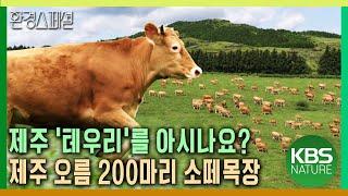 제주 ‘테우리’를 아시나요? 제주 오름 200마리 소떼 목장 [UHD특집다큐 2부작 1부 화산섬 오름꽃_오름에 꽃이 피면] / KBS 20171123 방송