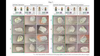 Synthetic SPECIES Developed for Use as a Confinable Gene Drive