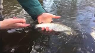 River Irfon grayling release