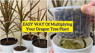 How to Grow and Propagate Dracaena? | Dragon Tree or Dracaena Marginata + 5 Months UPDATE