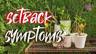Orchid SET BACK Signs & Symptoms  KNOW what to Look Out For  #ninjaorchids #ninjaclips