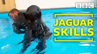 Baby jaguar's very first swim - BBC