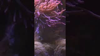 #fishvideos #newmusic #happyworld