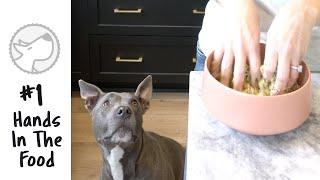 Food Aggression Myth - Hands In Your Dogs Food