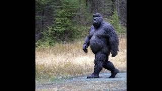 REAL BIGFOOT SIGHTING SUDBURY ONTARO CANADA