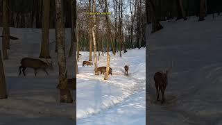 Công viên gần nhà người Nga có gì #reels #moscow #deer #nature #xuhuong