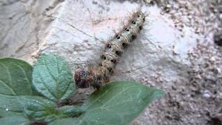 Polygonia egea (Vanesse des pariétaires) chenille au 5e stade