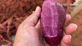 Purple Sweet Potato | 3K Organic Seeds #purplecolour #hugeharvest #brightcolor #easygrowing #fresh