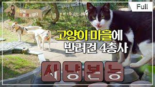 [Full] 세상에 나쁜 개는 없다 - 고양이 마을에 온 반려견 4총사