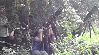 Photographing the Malabar Trogon