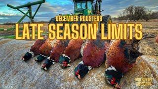 HUNTING A PHEASANT PARADISE... (LATE SEASON ROOSTERS)