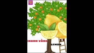 Bé học từ vựng tiếng anh về các loại quả  #rubytv #behocnoi #quacam #tienganhchobe