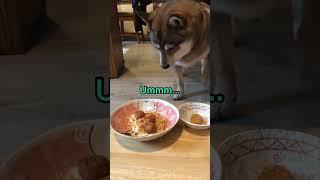 Table for two! #shorts #husky #shibainu #dog #pets #cute #funny