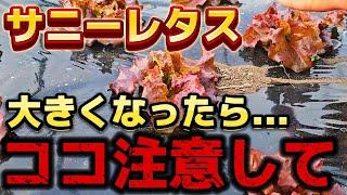 【サニーレタス】この時期でも出ます！！ビニールトンネルつけてる方は特に注意してください。コレやると品質よくなります！