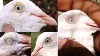 charti wale kabootar || by Faisalabad pigeon