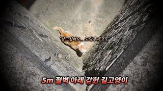 5m 절벽 아래 갇혀서 빠져나오지 못하는 길고양이