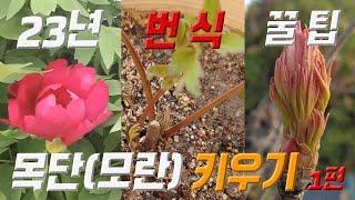 목단 키우기 모란 키우기  Paeonia suffruticosa care  Tree peony  목단 모란 번식