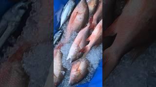 Mutton spawn #spearfishing #florida #fishing #mutton #snapper #spawn #grouper #tuna #atlantic