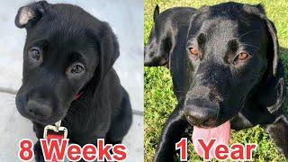 MY PUPPY GROWING UP - 8 Weeks To One Year