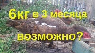 Мускусные утята в клетке Тяжелая немецкая линия мускусных уток