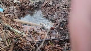 Beavers clogging little lake drain pipe nice whirlpool on the unclogg.