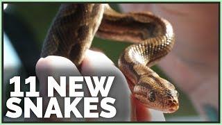 Getting 11 New Snakes in 1 Day! Rainbow Boas, Hognoses & More