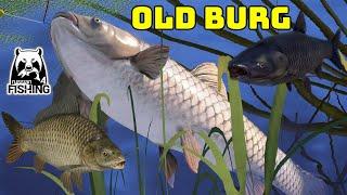 Grass Carp spot Old Burg | Russian Fishing 4  (457)