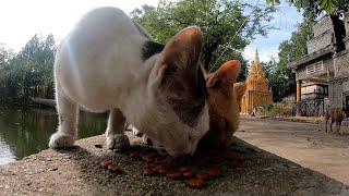 Cat enjoy food