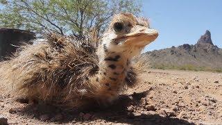 Fuzzy Ostrich Chicks Go Exploring