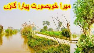 This is Punjab village life  beautiful village life in Pakistan 