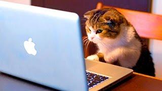 CATS Vs. TECHNOLOGY | CATS Vs. MACHINES | Funnycat 12