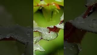 #비소리 #비소리asmr #rain #asmr  #rainsounds #백색소음 #수면유도 #relaxing