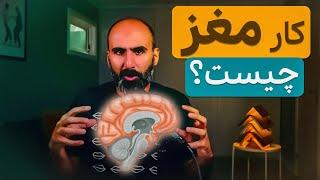 مغز انسان این شکلی کار می‌کنه