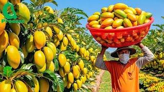 Here's How Billions of Mangoes and Strawberries Are Harvested and Processed