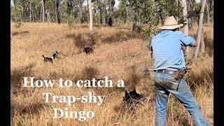 How to catch a Trap shy dingo