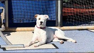 Coda the Baseball Dog is Live!