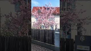 Primăvară. #viral #viralvideo #germany  #funny #nature #love