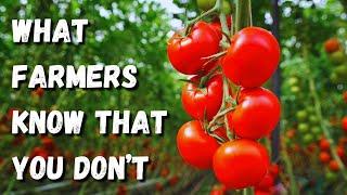 Tomato Growing SECRETS Farmers DON’T Want You to Know!