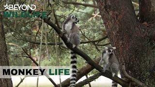 S8E20 | Kurt & Friedrich Ae Finally Being Allowed Into The Huddle  | Monkey Life | Beyond Wildlife