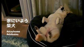 Kuruki the Shiba Inu Tackles the COVID-19 Lockdown | JAPANKURU