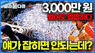 "원래는 잡히면 안돼요" 수온 상승 때문에 오히려 3,000만 원 벌고 당황한 선장님｜만선 갈치잡이｜방어회 선상 먹방｜극한직업｜#골라듄다큐