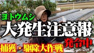 【好物食べてサヨウナラ】【今年のヨトウムシは例年の2.4～4倍発生！】秋の大発生ヨトウムシ対策【米ぬか】【ストチュウ】