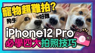 用iPhone 12Pro拍寵物四大技巧！絕對零失誤？！還有狗狗貓咪美顏相機APP介紹