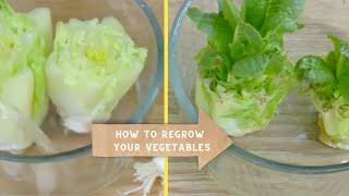 Learn to REGROW vegetables from KITCHEN SCRAPS!