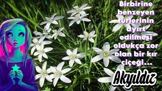 Star of Bethlehem - Ornithogalum