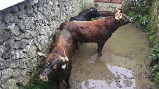 Gado Perigoso - Dangerous Cattle - RB Ranch - Terceira Island