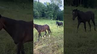 My ponies#horselove #pony