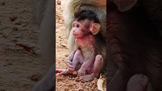 Elon so Smart BB #macaque #babyprimate #babymonkey #cute #babymonkeys #animals #wildlife #wildanimal