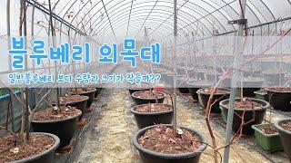 "외목대 블루베리"는 정말 수확량과 크기가 관행블루베리 보다 적을까???