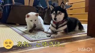 性格が分かる柴犬こゆきとこまち